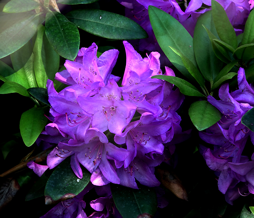 Изображение особи род Rhododendron.