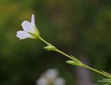 Minuartia laricina