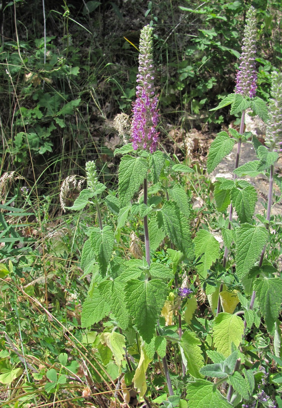 Изображение особи Teucrium hircanicum.