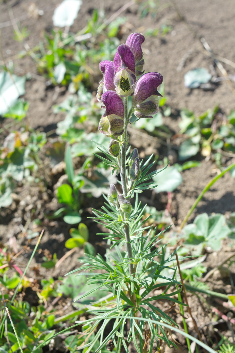 Изображение особи Aconitum confertiflorum.