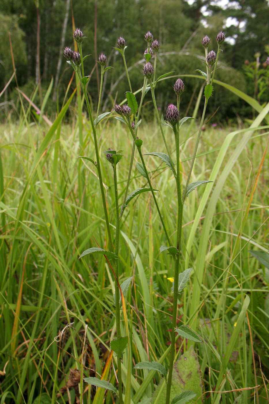 Image of Serratula tinctoria specimen.