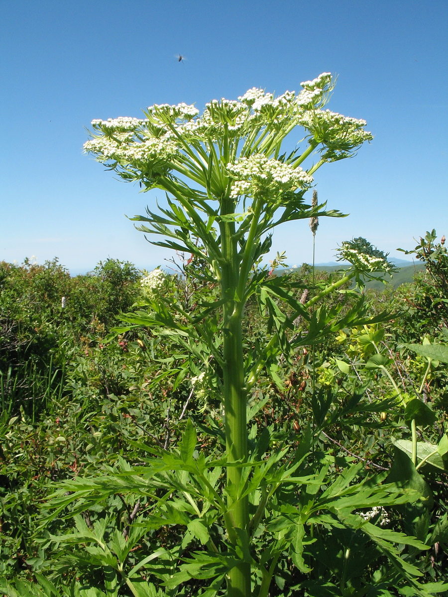 Изображение особи Pleurospermum uralense.