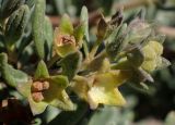 Teucrium brevifolium. Верхушка плодоносящей веточки. Греция, Эгейское море, о. Парос, пос. Дриос, высокий обрывистый берег моря. 06.05.2019.