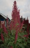 Amaranthus hypochondriacus