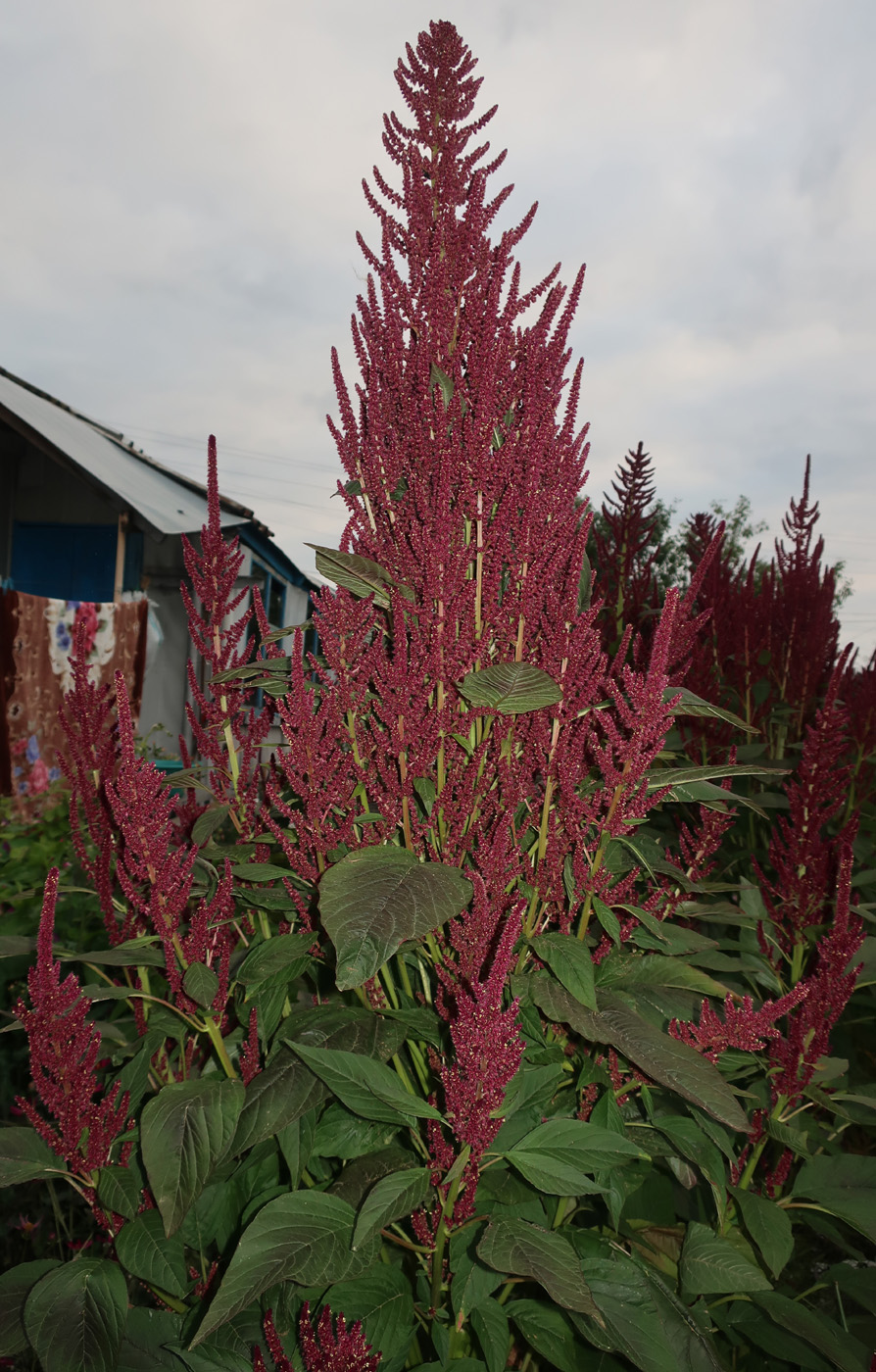 Image of Amaranthus hypochondriacus specimen.