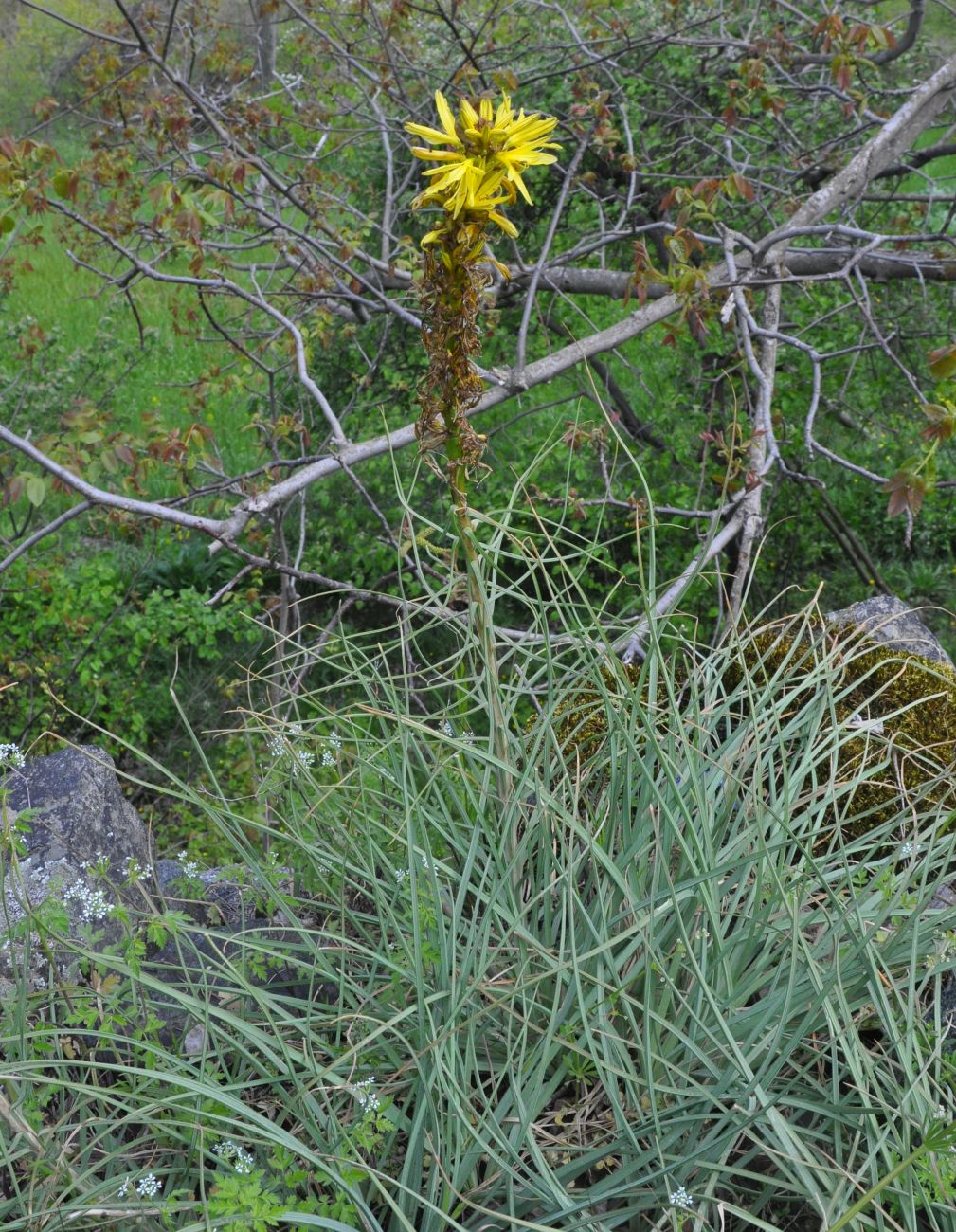 Изображение особи Asphodeline lutea.