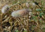 Trifolium arvense