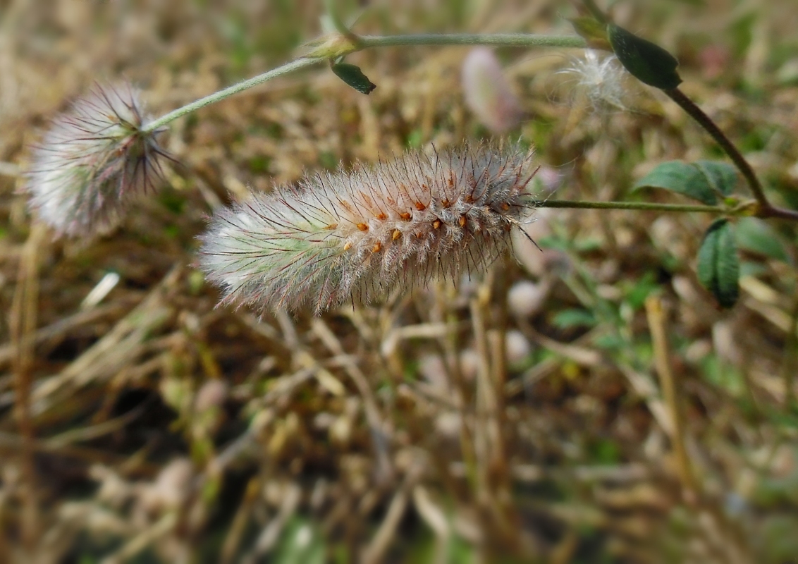 Image of Trifolium arvense specimen.