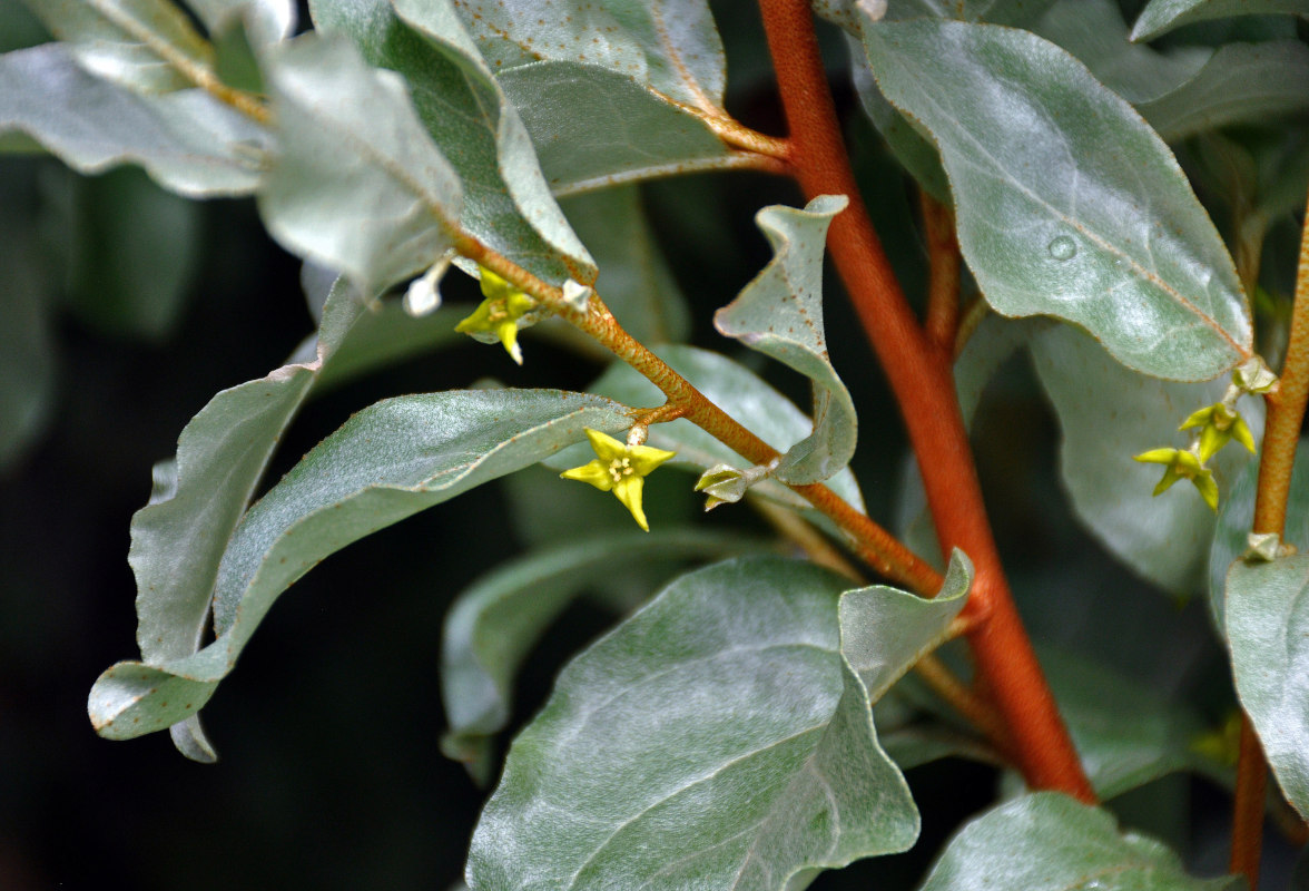 Image of Elaeagnus commutata specimen.