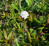 Valeriana capitata. Цветущее растение. Берингово море, Карагинский зал., о. Верхотурова, тундра. 30.06.2018.