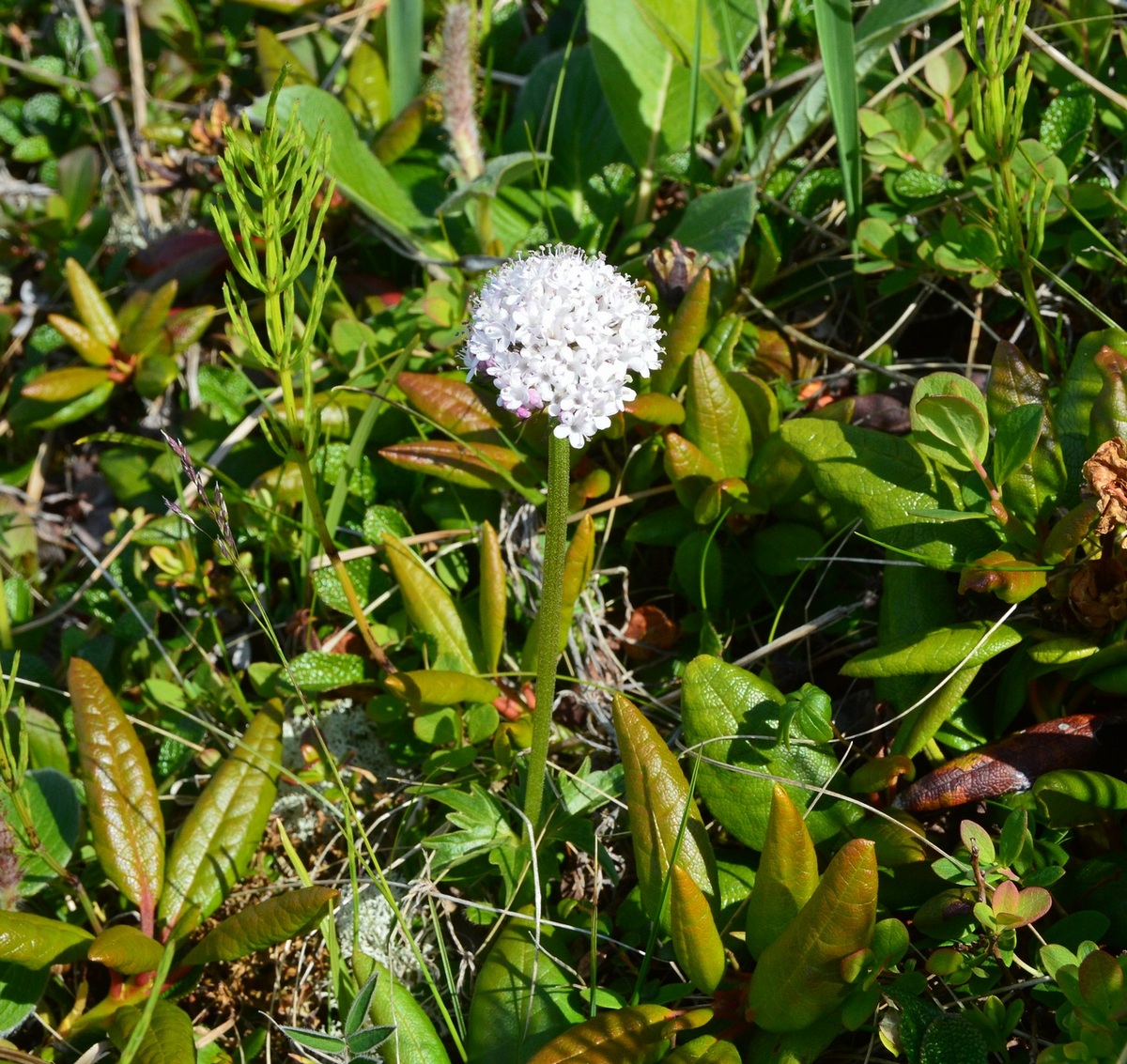 Изображение особи Valeriana capitata.