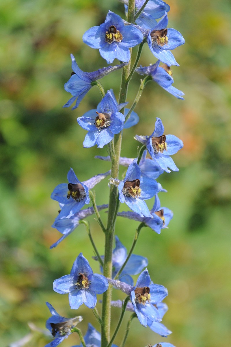 Изображение особи Delphinium elatum.