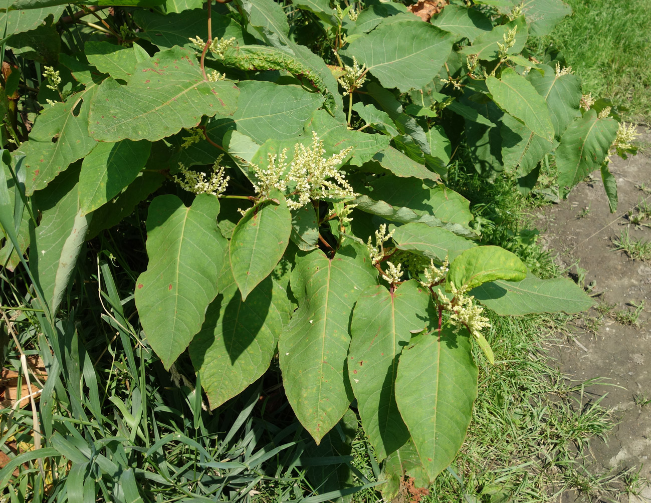 Изображение особи Reynoutria sachalinensis.