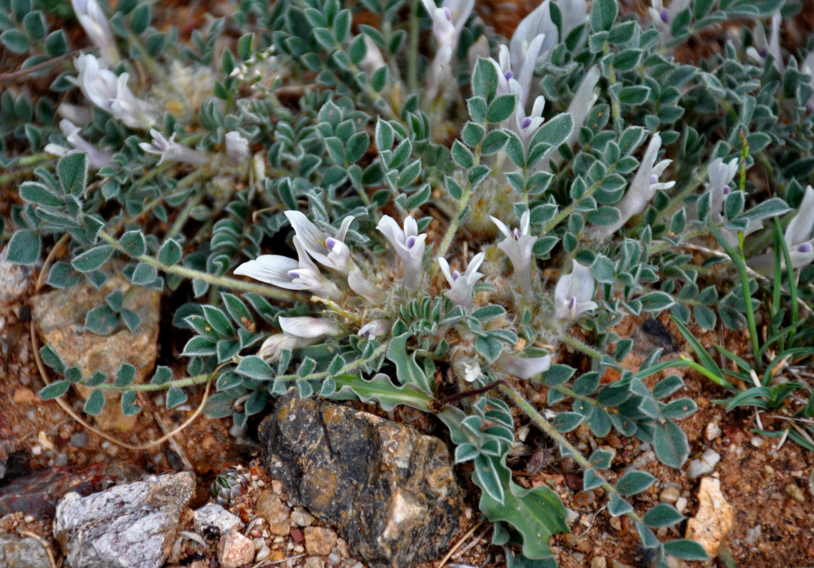 Изображение особи Astragalus hypogaeus.