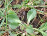 Bellis perennis. Листья. Великобритания, Англия, парк \"Landscape Garden\", луг. 21.01.2019.