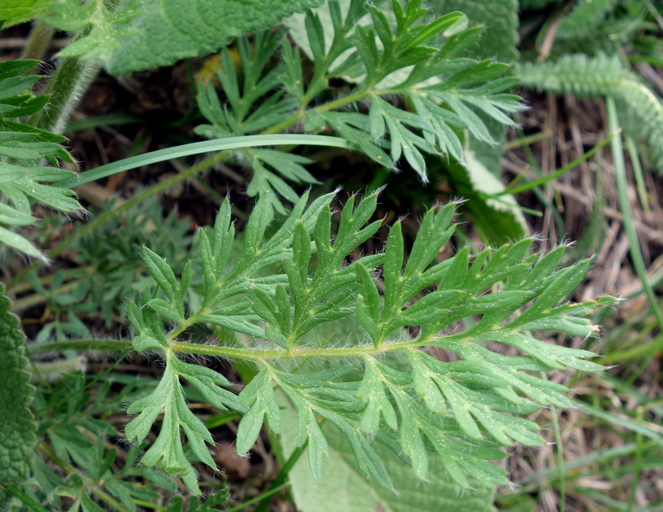 Image of Pulsatilla campanella specimen.