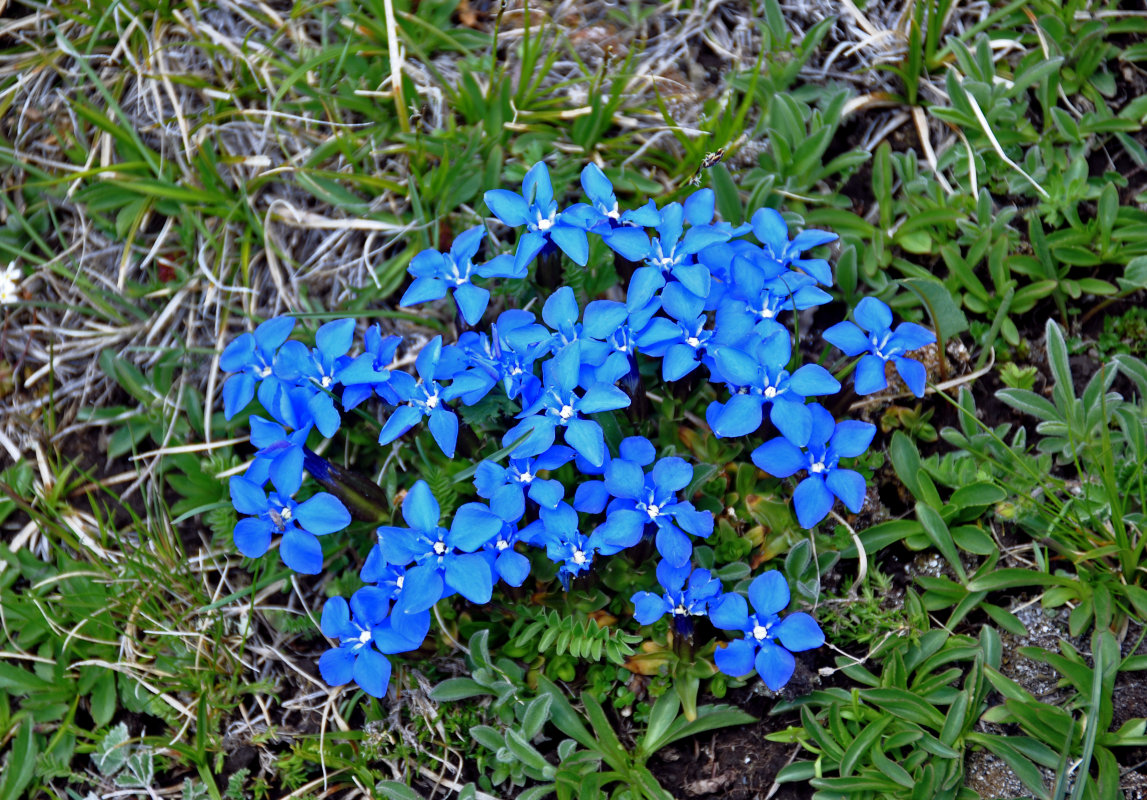 Image of Gentiana uniflora specimen.