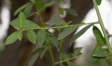 Barnadesia dombeyana