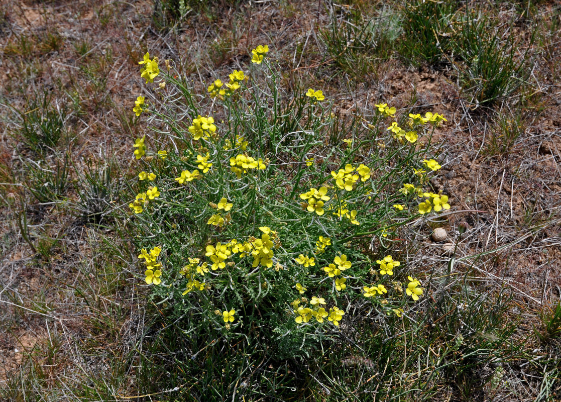 Image of Sterigmostemum caspicum specimen.