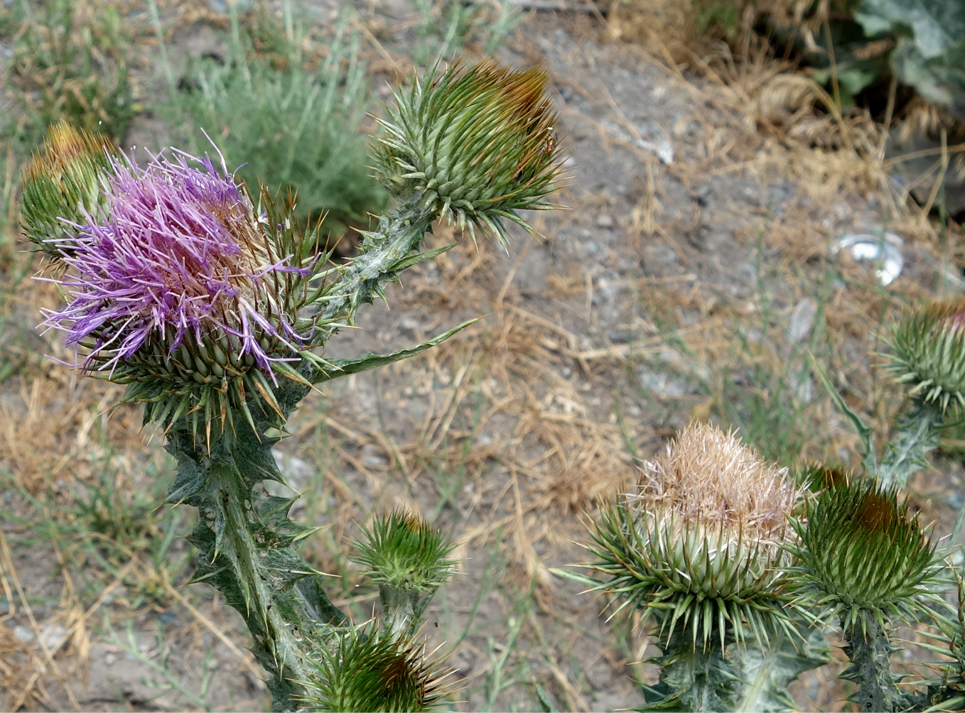 Image of Onopordum acanthium specimen.