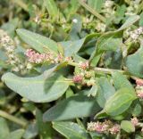 Atriplex prostrata