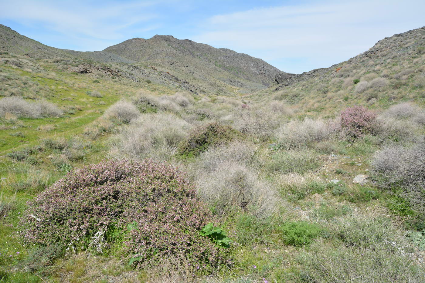 Image of Cerasus tianshanica specimen.