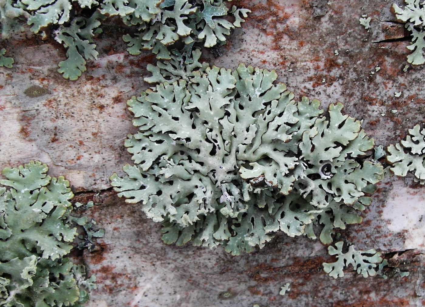Image of Hypogymnia physodes specimen.