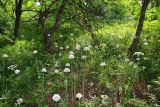 Allium decipiens