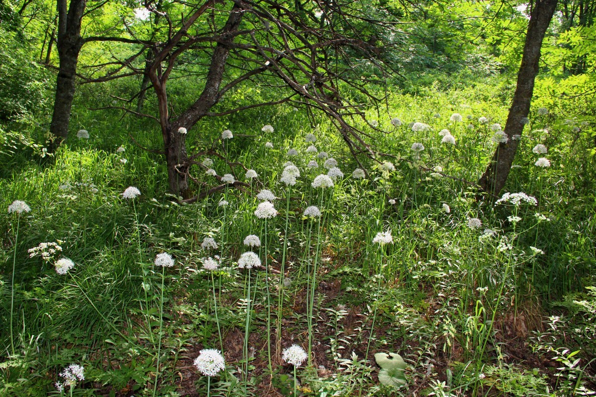 Изображение особи Allium decipiens.