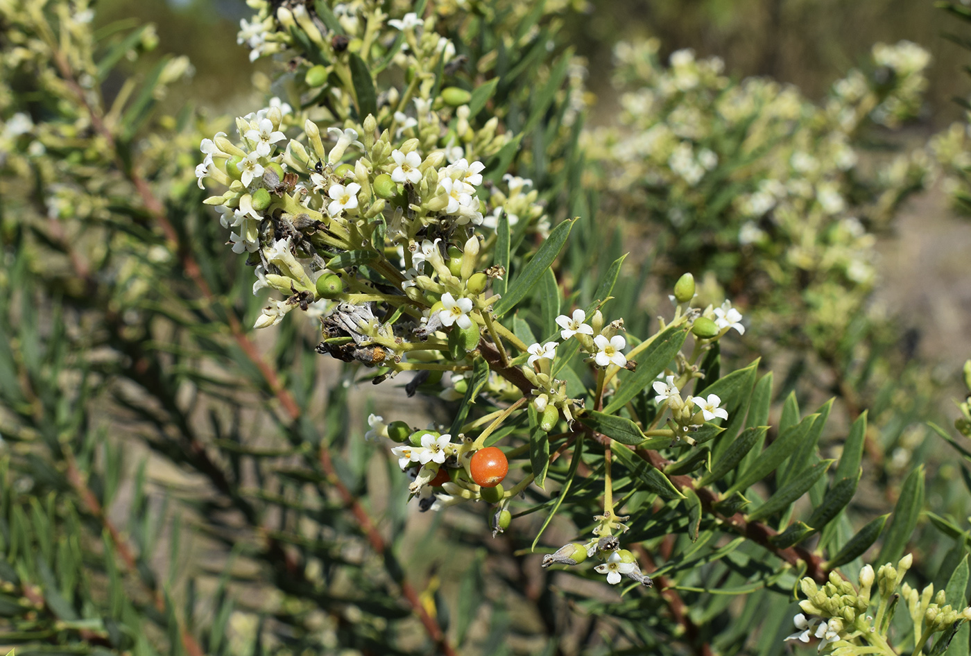 Image of Daphne gnidium specimen.