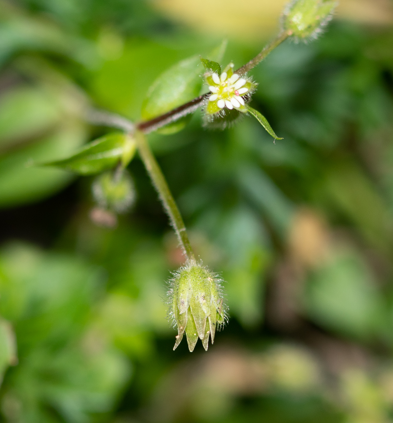 Изображение особи род Stellaria.