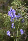 Aconitum talassicum. Цветущее растение. Южный Казахстан, Таласский Алатау.