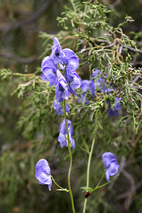 Изображение особи Aconitum talassicum.