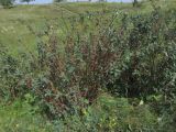 genus Cotoneaster