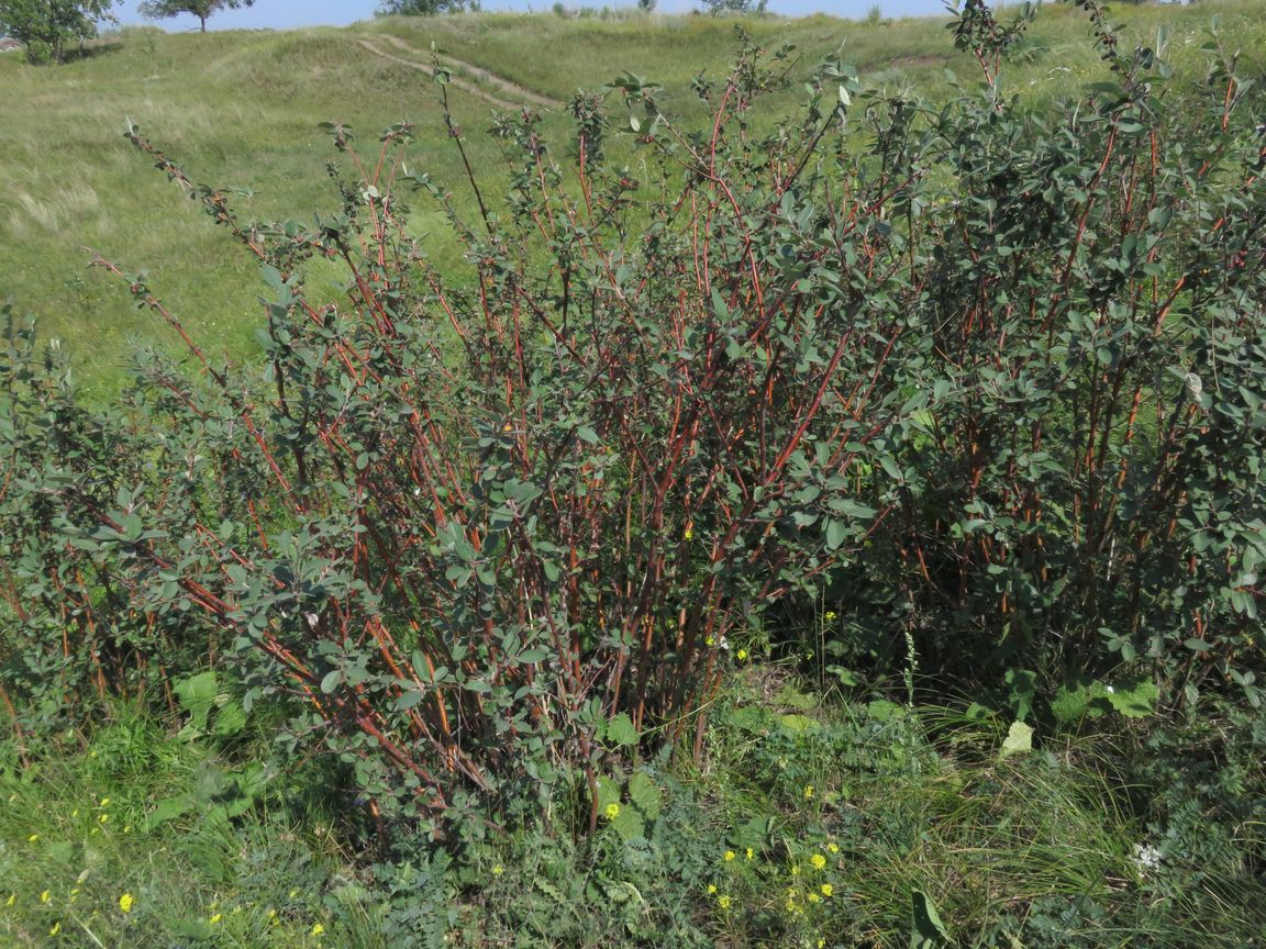 Image of genus Cotoneaster specimen.