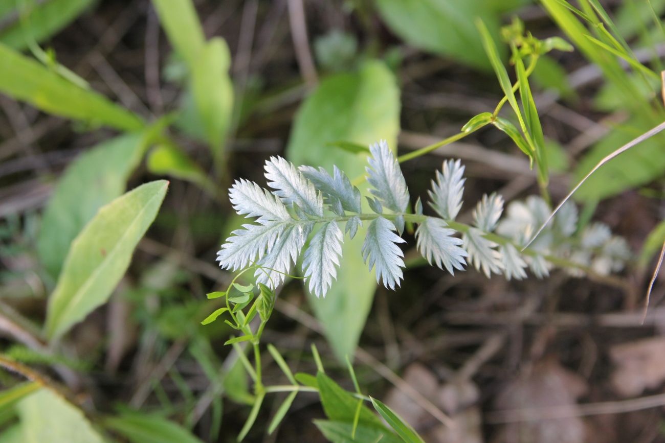 Image of Potentilla anserina specimen.