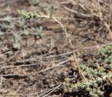 Camphorosma lessingii. Генеративный побег с бутонами. Алтайский край, Благовещенский р-н, окр. пос. Степное озеро, остепнённый солончак. 08.07.2020.