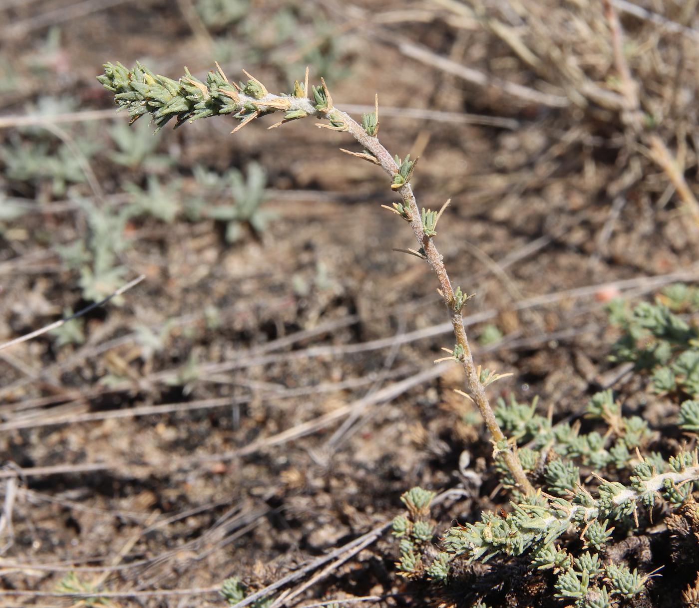 Image of Camphorosma lessingii specimen.