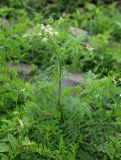 Sphallerocarpus gracilis