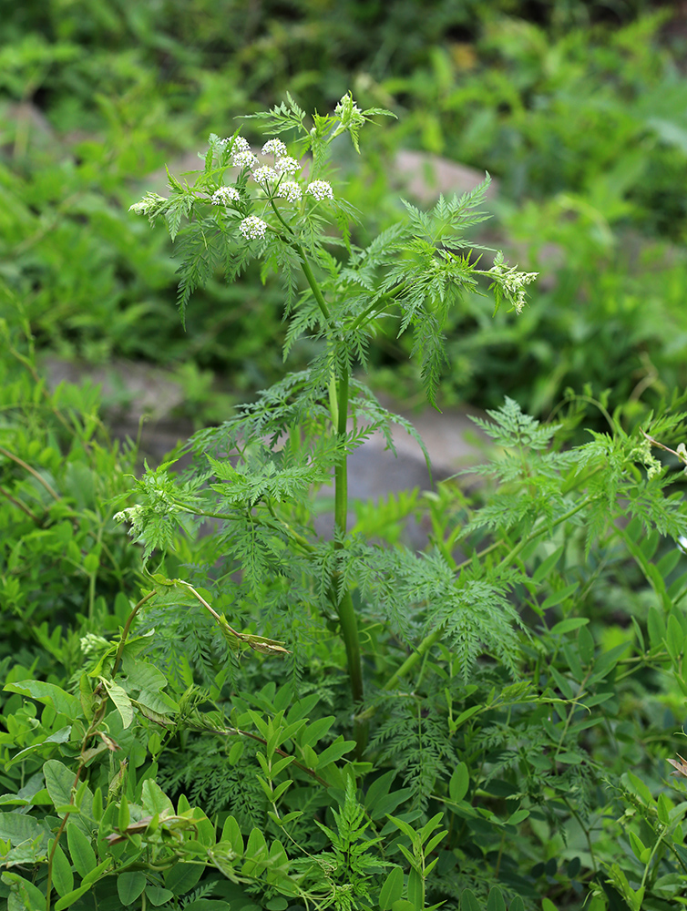 Изображение особи Sphallerocarpus gracilis.