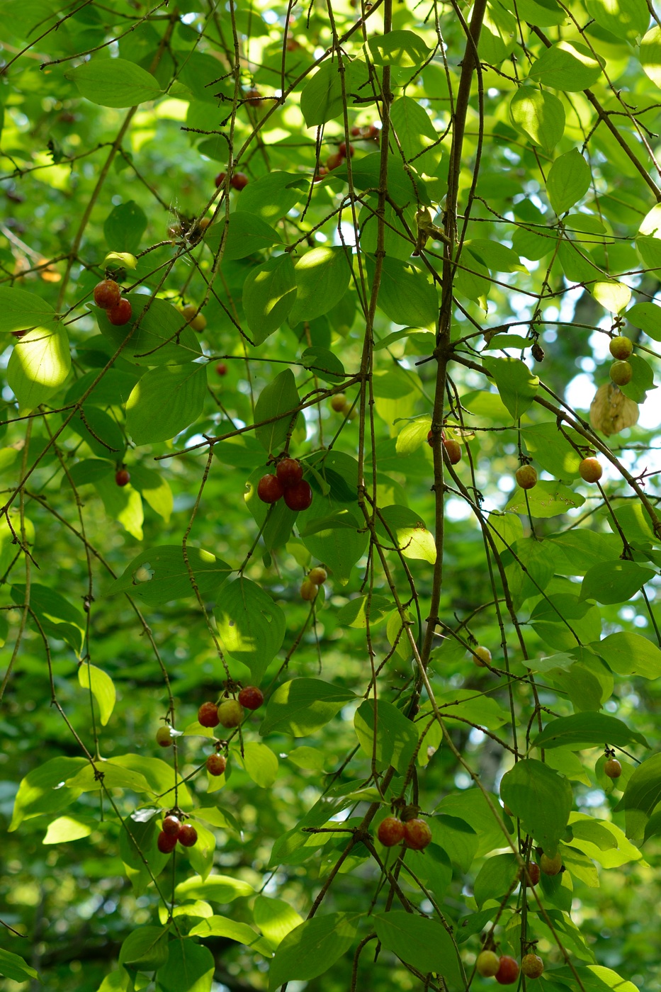 Изображение особи Cornus mas.