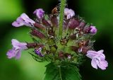 Clinopodium chinense. Часть соцветия. Приморский край, Ольгинский р-н, окр. с. Милоградово. 11.08.2009.