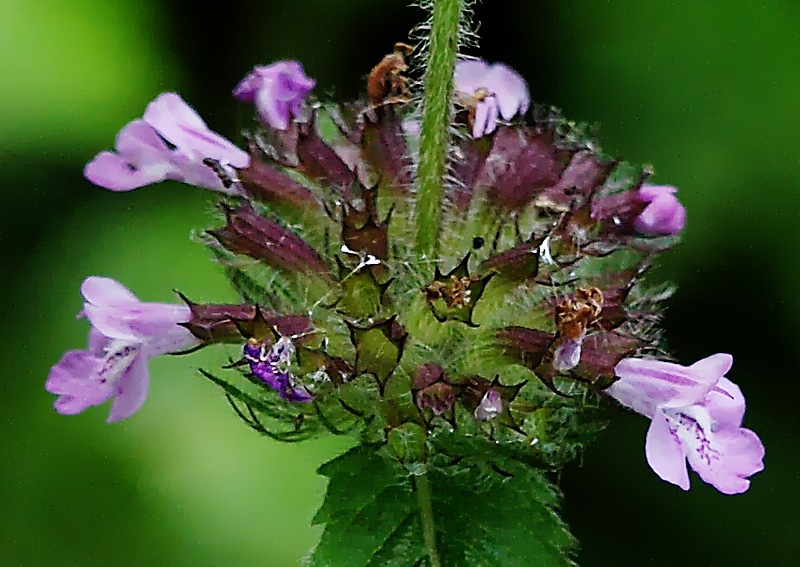 Image of Clinopodium chinense specimen.