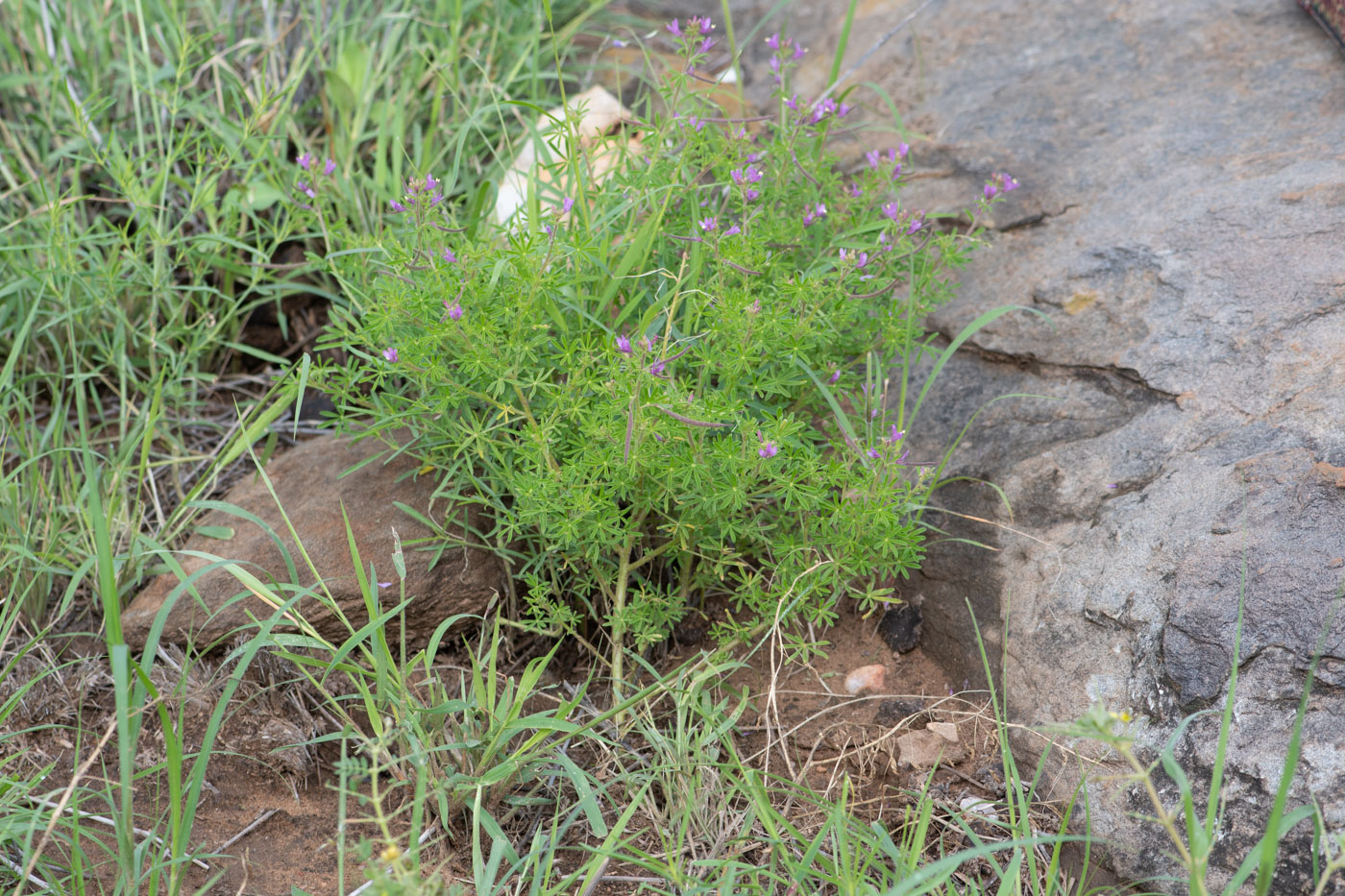 Изображение особи Cleome rubella.