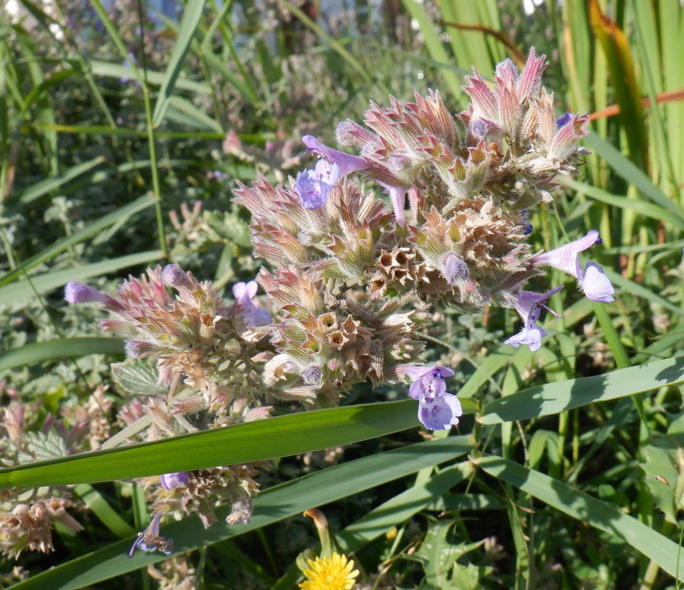 Image of Nepeta × faassenii specimen.