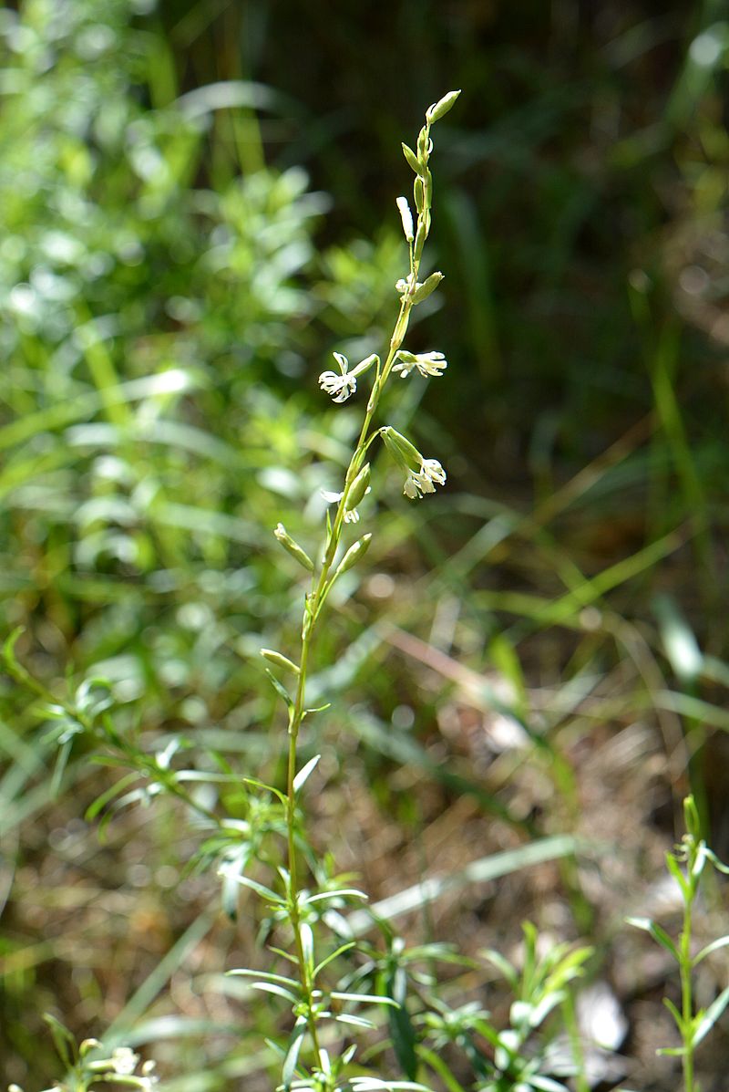 Изображение особи Silene tatarica.