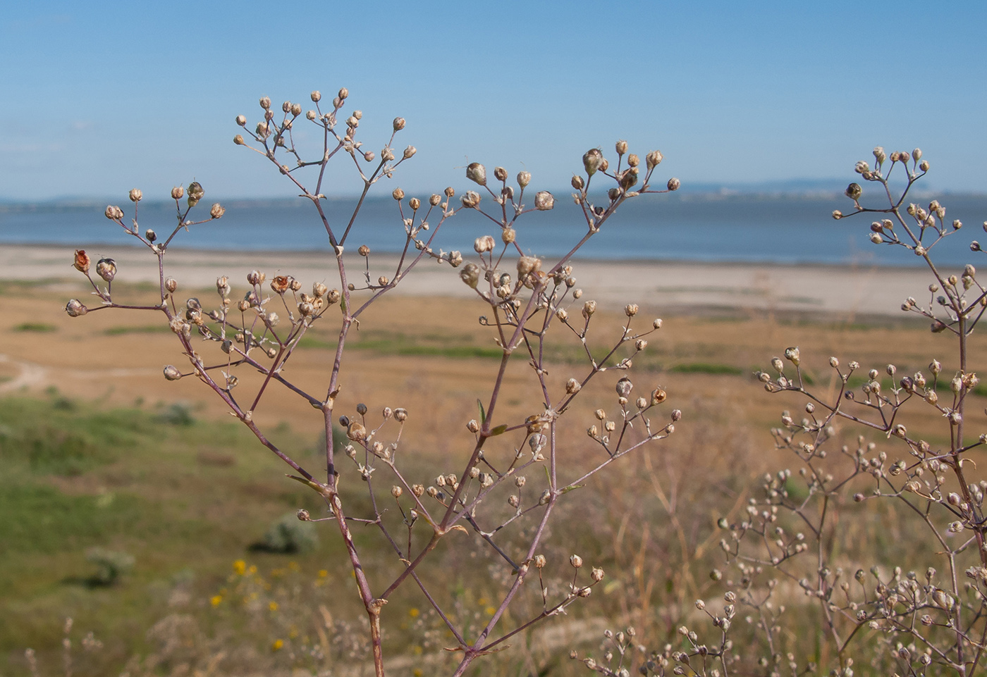 Image of Gypsophila paniculata specimen.