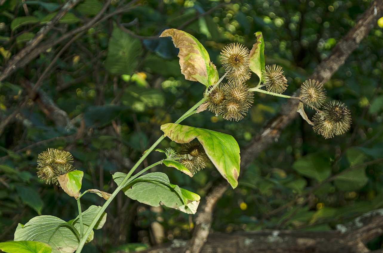 Изображение особи Arctium nemorosum.