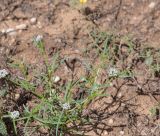 Limeum sulcatum. Цветущее растение. Намибия, регион Khoma, ок. 40 км от г. Виндхук, 2 км севернее \"Eagle Rock Guest Farm\"; плато Khomas, ок. 1900 м н. у. м., саванновое редколесье. 25.02.2020.