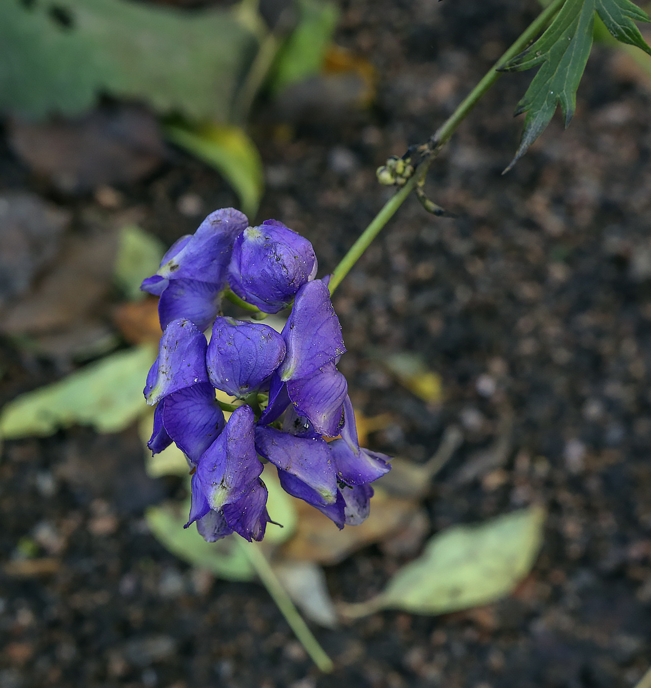 Изображение особи род Aconitum.